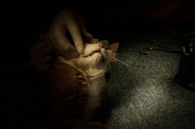 Врач-ветеринар осматривает кошку перед операцией на глазах.