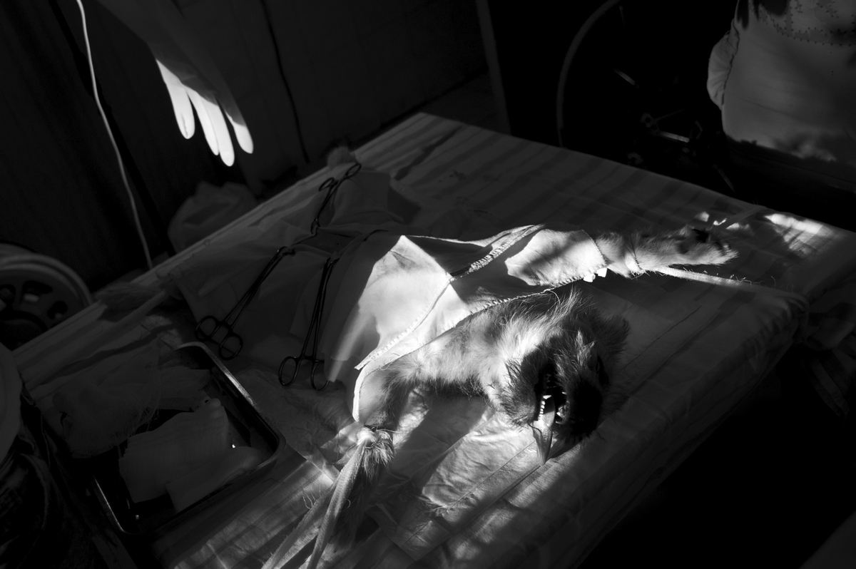 Raisa Mikhaylova. Halfway Home. Без названия