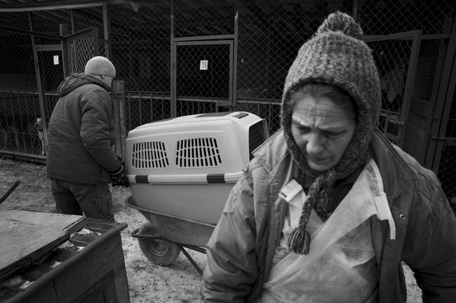 Most of the dogs enter the shelter in such cells.