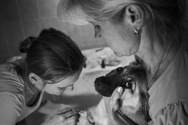 A puppy named Greta is being prepared for a sterilization operation.