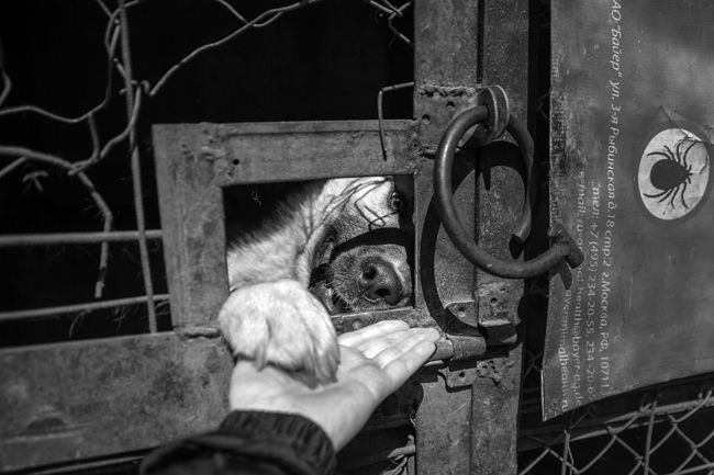 A dog named Almaz in his cage. In the summer of 2015, he will leave for a new home.