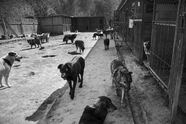 Fenced territory for walking dogs.