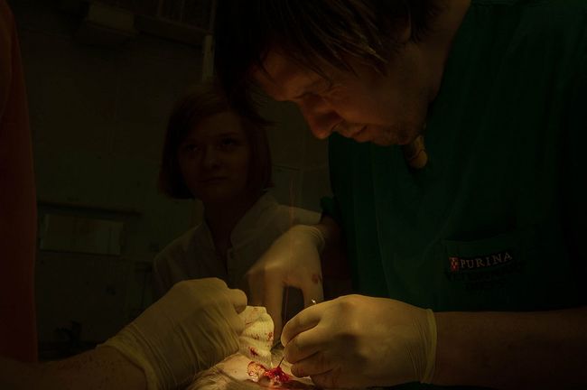During the operation a stream of blood splashed in the face of the surgeon. The veterinarian Mikhail Aleksandrovich Shelyakov is performing the surgery on the dog.