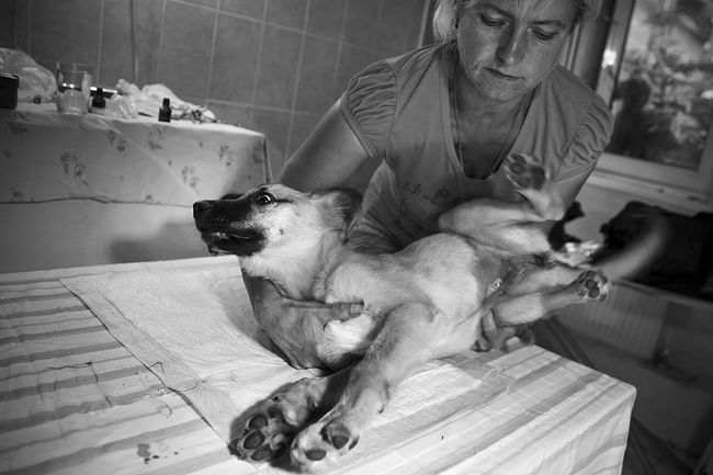 A newly operated puppy wakes up after anesthesia.