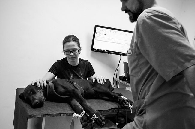 In the veterinary clinic. А session of resonant therapy for the five-month Tank is in progress. Tank has congenital problems with the musculoskeletal system