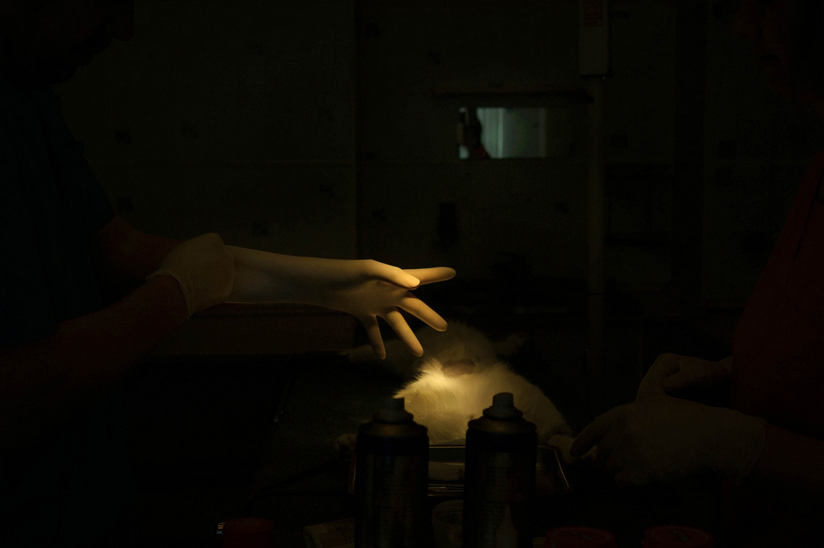 Veterinary surgeon puts on gloves, preparing for surgery.